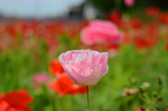 poppy_3