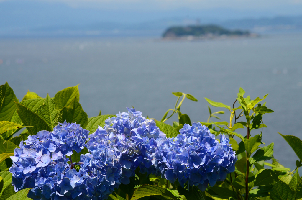 zushi_11