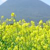開聞岳１１