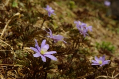 春、紫の花