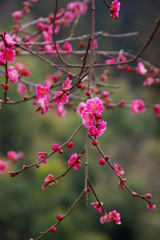 春梅の季節