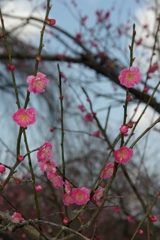 梅花のVサイン
