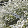 咲きこぼれる白