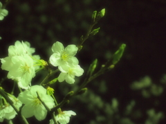 sa ku ra 2012