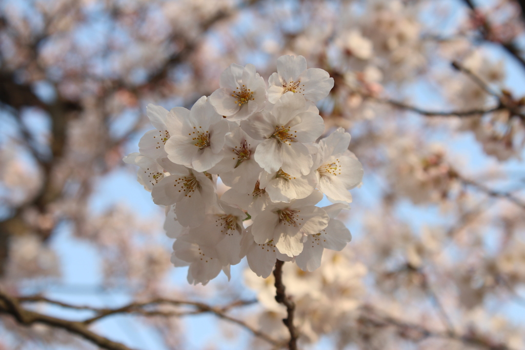 奈良県大和郡山市お城まつりの桜