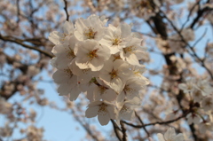 奈良県大和郡山市お城まつりの桜