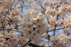 奈良県大和郡山市お城まつりの桜