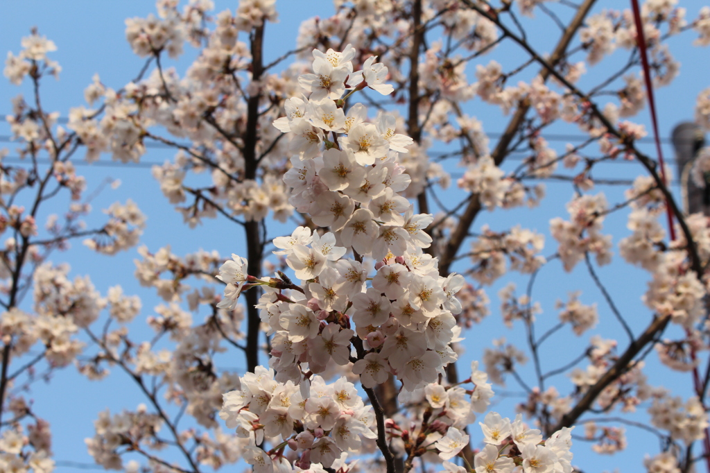 奈良県大和郡山市お城まつりの桜