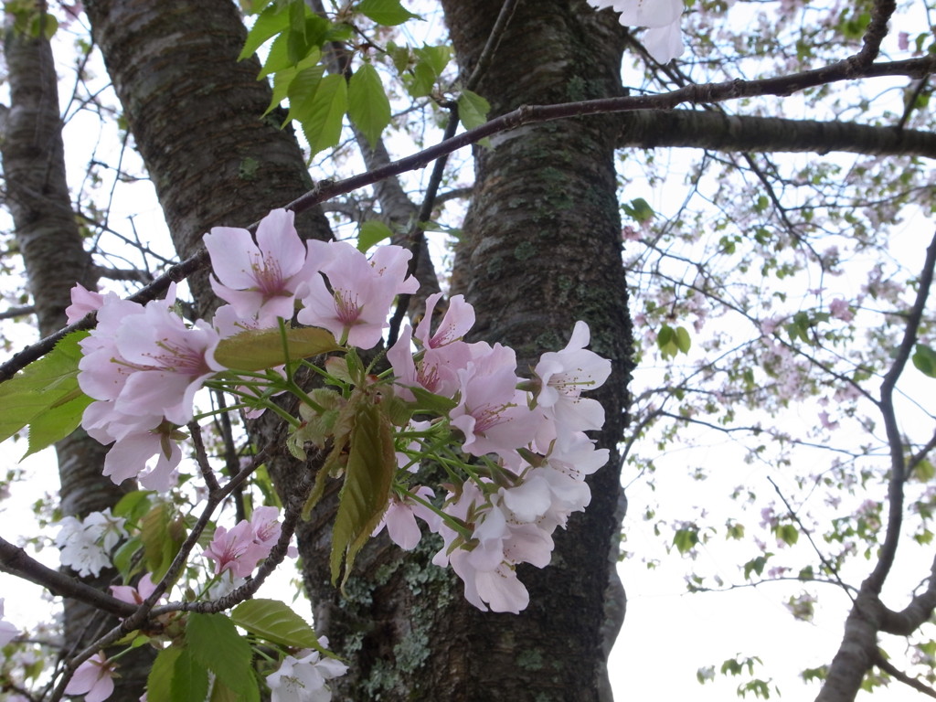 葉桜