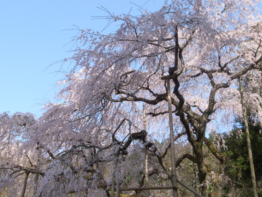 枝垂れ桜