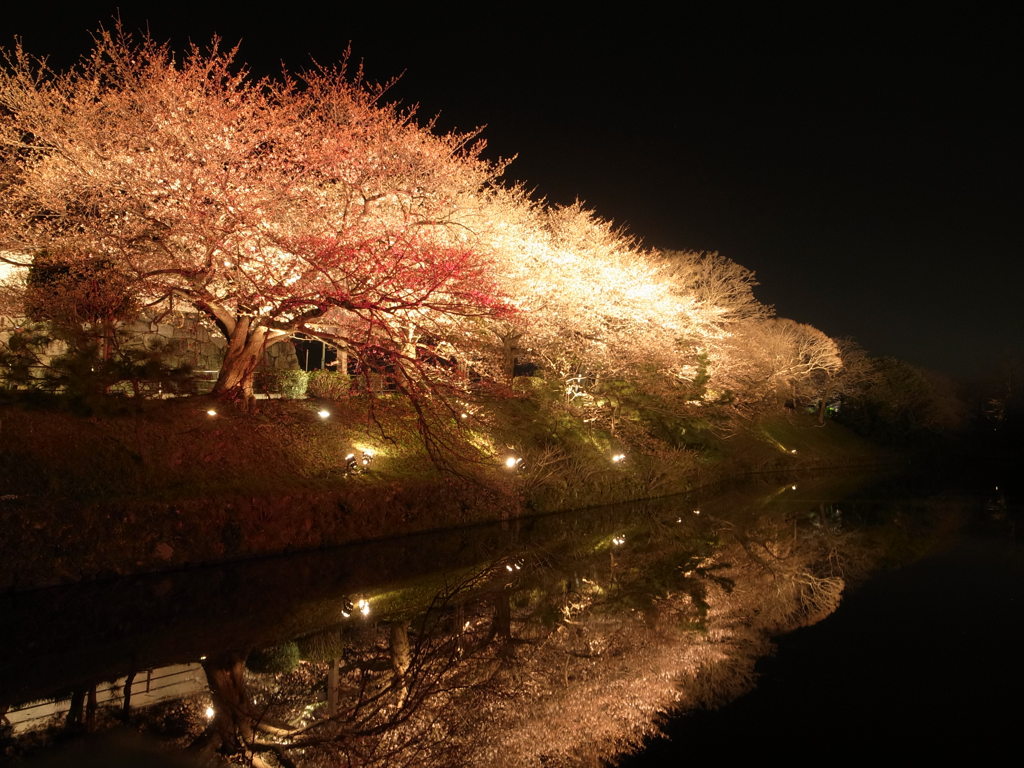 SAKURA