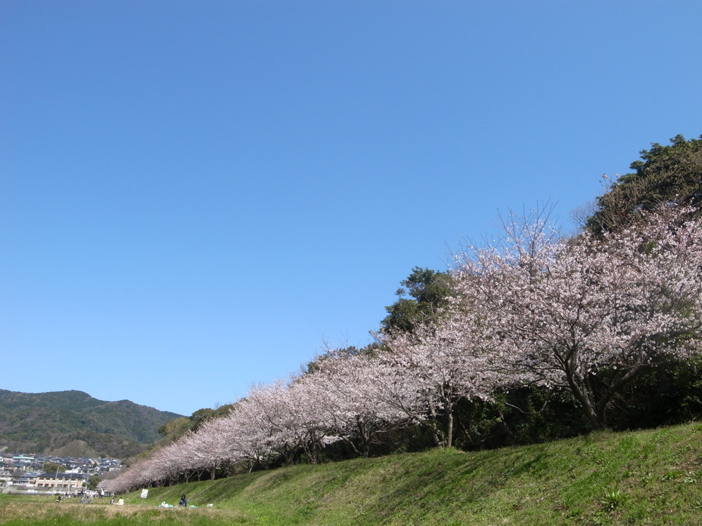 桜つづくよ・・・