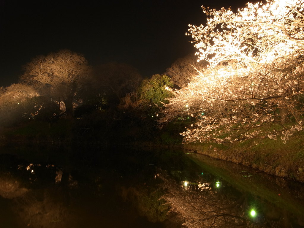 SAKURA