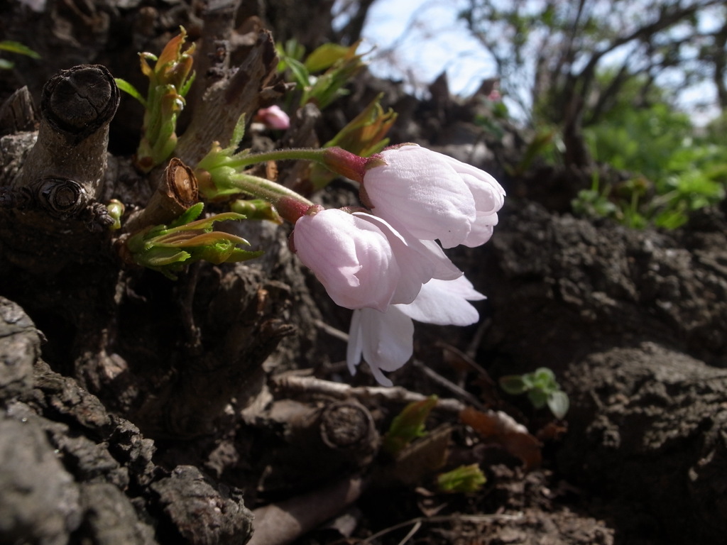 BabySAKURA