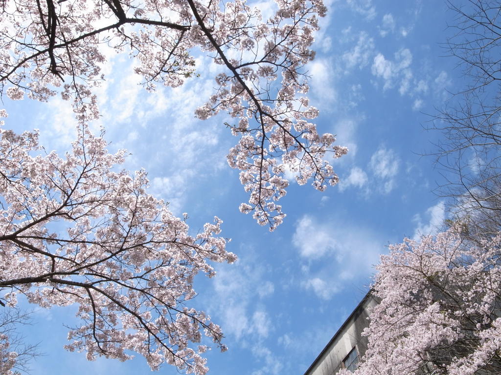 空を見上げて