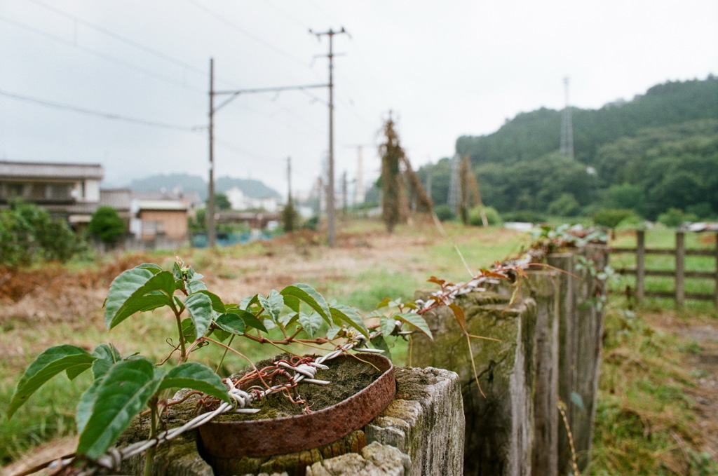 自然に帰る…　（廃線跡）