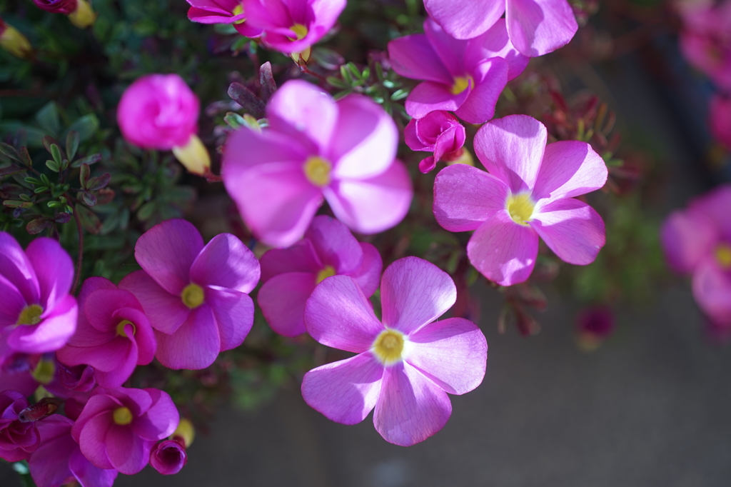 日差しを浴びて…