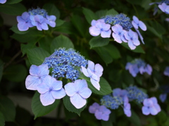 アジサイ