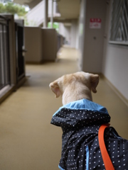 あれ、お母さんは?