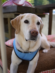 カフェでランチ