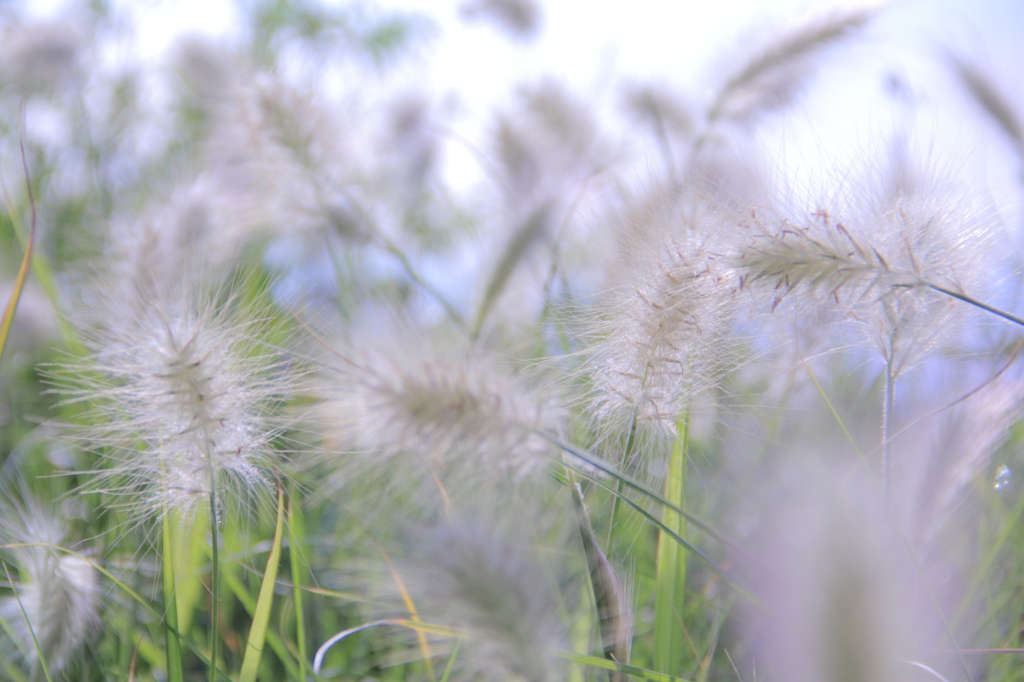 FEATHERTOP