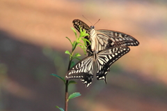 swallowtail