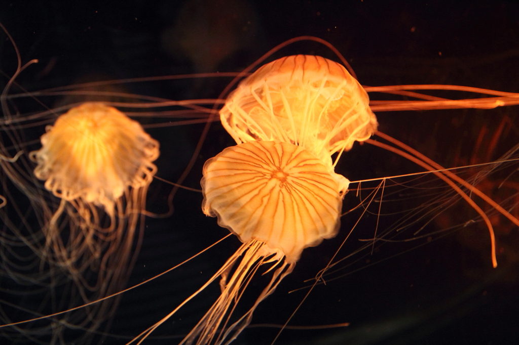 Jelly fish