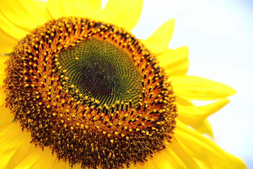 SUNFLOWER(Upside)