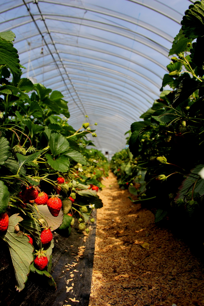 Strawberry Farm