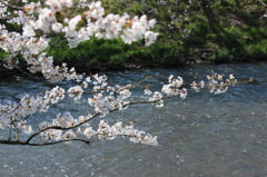 水辺の桜