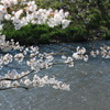 水辺の桜