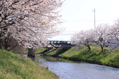 桜のある風景