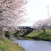 桜のある風景