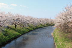 桜並木