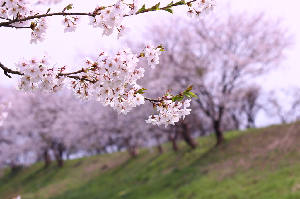 桜
