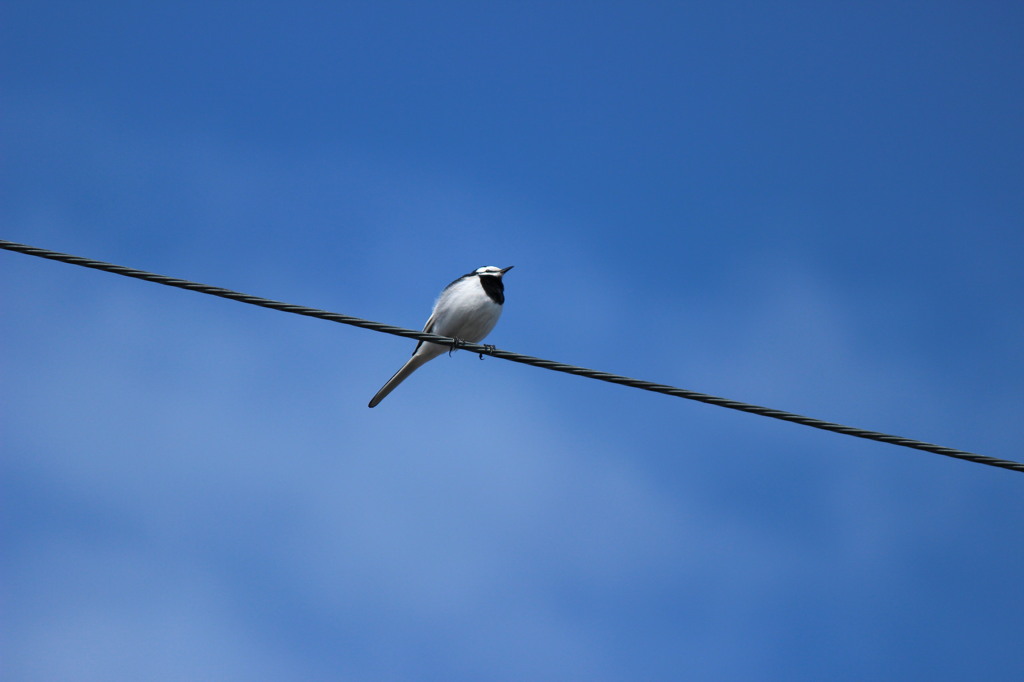 鳥