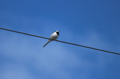鳥