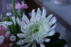 菊