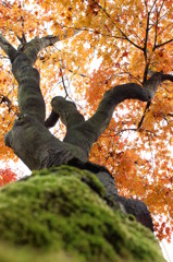 紅葉