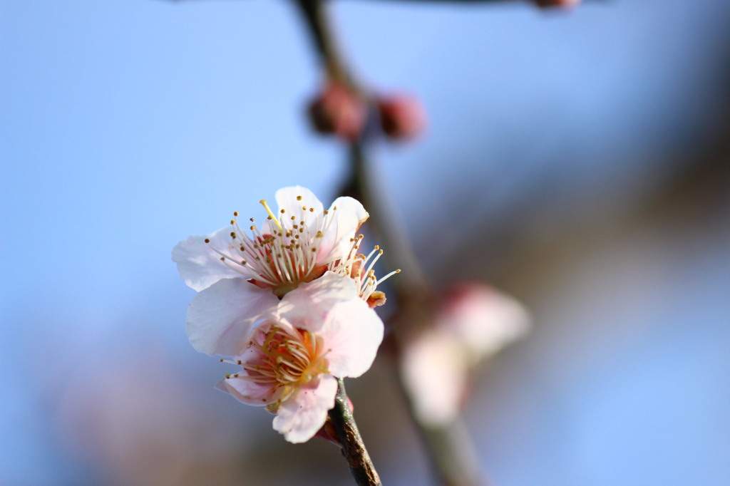 梅の花