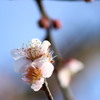 梅の花