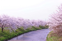 桜並木