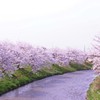 桜並木