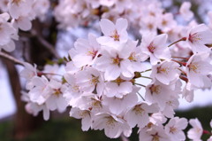 桜の花