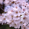 桜の花