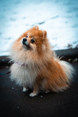 ポメラニアン