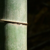 竹