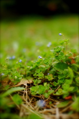 花の咲く音