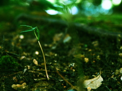 P6150849