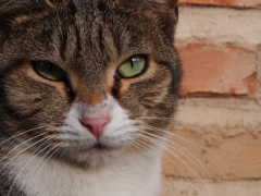 どこに行ってもねこはねこ